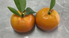 Buy Sany SY55 Used Excavator / 4 Used Sany SY55 Excavator 2016 Model / 4