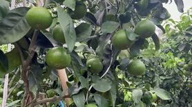 Buy Sany SY55 Used Excavator / 7 Used Sany SY55 Excavator 2016 Model / 7