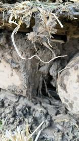 Buy Sany SY60 Used Excavator / 6 Used Sany SY60 Excavator 2022 Model / 6