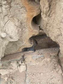 Buy Sany SY55 Used Excavator / 6 Buy Sany SY55 Used Excavator / 6