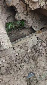 Buy Sany SY60 Used Excavator / 7 Buy Sany SY60 Used Excavator / 7