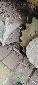 Buy Sany SY135 Used Excavator / 2 Buy Sany SY135 Used Excavator / 2